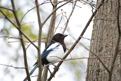 DSC_0480 (Large).JPG